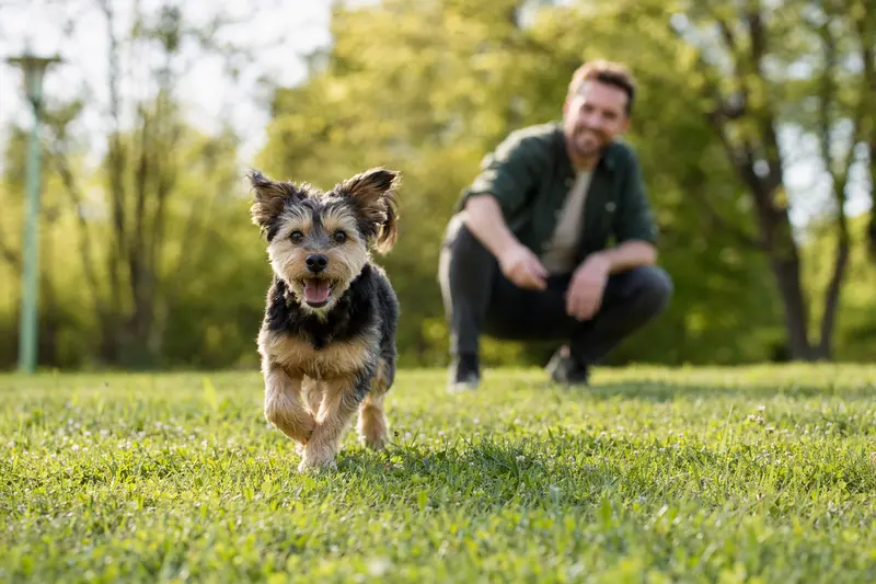 Ein vitaler Tchiorny Terrier läuft fröhlich über eine grüne Wiese im Park, während sein Besitzer im Hintergrund mit ihm spielt.