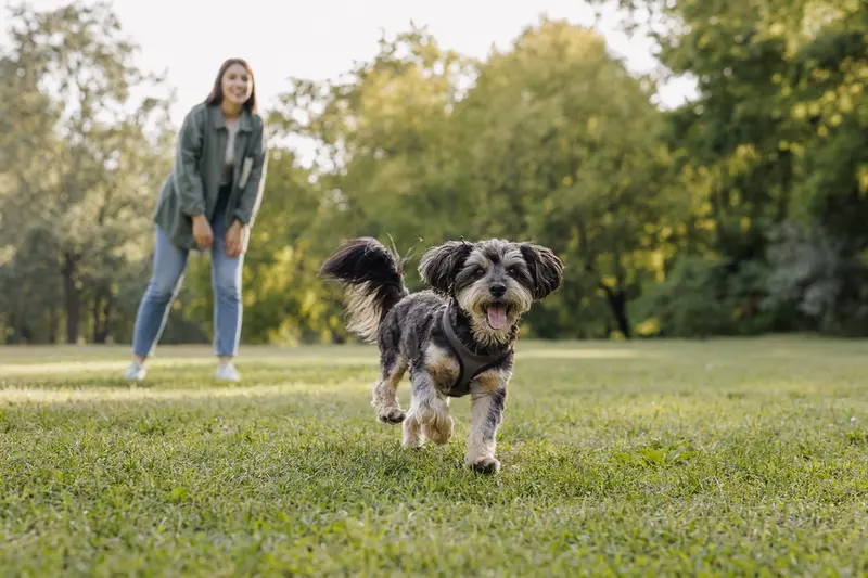 Vitaler Techichi Hund läuft fröhlich über eine grüne Wiese im Park, während sein Besitzer im Hintergrund mit ihm spielt.