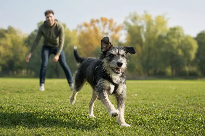 Ein vitaler Teneriffe Hund läuft fröhlich über eine grüne Wiese im Park, während sein Besitzer im Hintergrund mit ihm spielt.