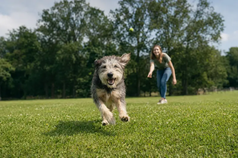 Ein vitaler Tesem Hund läuft fröhlich über eine grüne Wiese im Park, während sein Besitzer im Hintergrund mit ihm spielt.