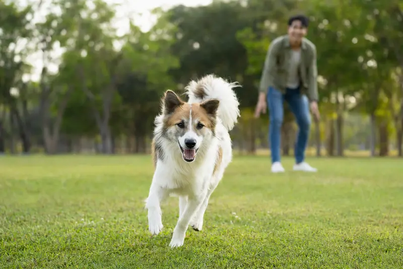 Ein vitaler Thai Bangkaew Dog läuft fröhlich über eine grüne Wiese im Park, während sein Besitzer im Hintergrund mit ihm spielt.