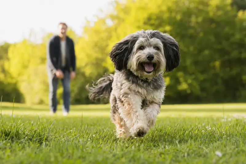 Ein vitaler Tibet-Terrier läuft fröhlich über eine grüne Wiese im Park, während sein Besitzer im Hintergrund mit ihm spielt.
