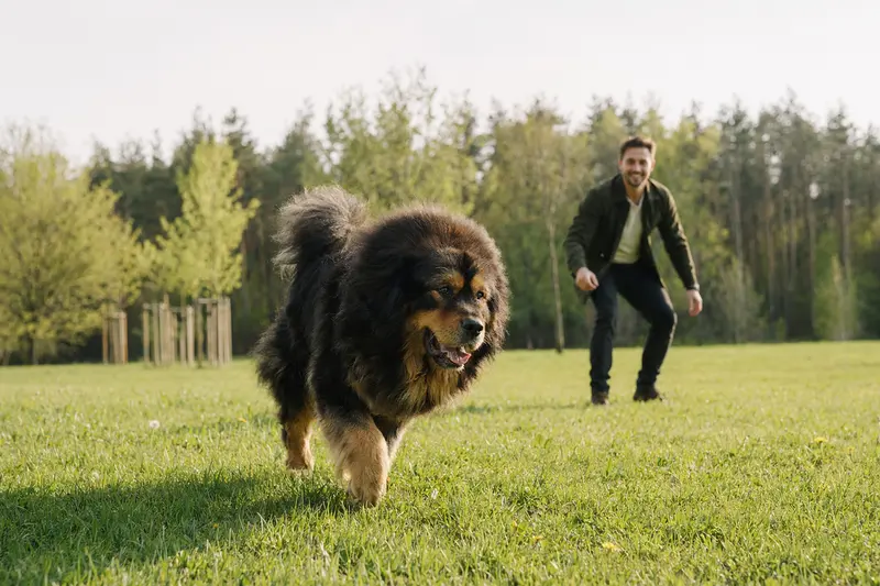 Ein gesunder Tibetanischer Mastiff läuft fröhlich über eine grüne Wiese im Park, während sein Besitzer im Hintergrund mit ihm spielt.