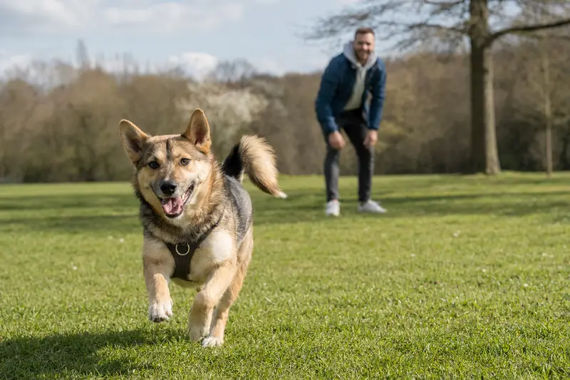 Ein vitaler Tora Inu Hund läuft fröhlich über eine grüne Wiese im Park, während sein Besitzer im Hintergrund mit ihm spielt.