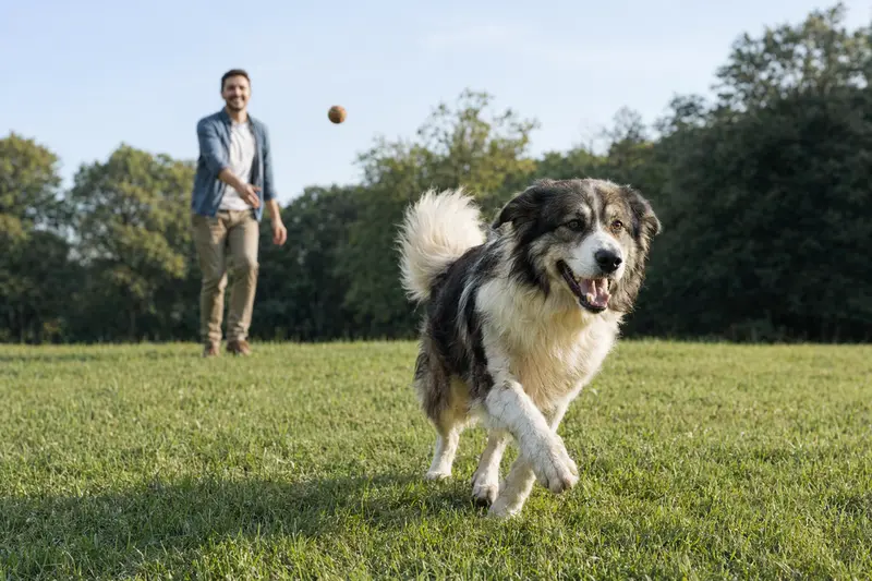 Ein vitaler Tornjak Hund läuft fröhlich über eine grüne Wiese im Park, während sein Besitzer im Hintergrund mit ihm spielt.