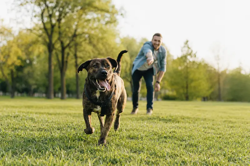 Ein vitaler Tosa Hund läuft fröhlich über eine grüne Wiese im Park, während sein Besitzer im Hintergrund mit ihm spielt.