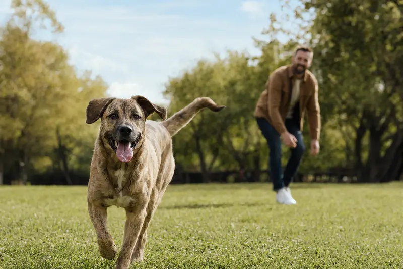 Ein vitaler Tosa Inu Hund springt fröhlich über eine grüne Wiese, während sein Besitzer im Hintergrund mit ihm spielt.