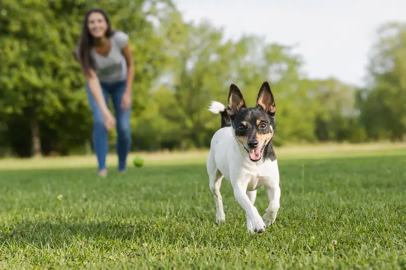 Ein vitaler Toy Fox Terrier läuft fröhlich über eine grüne Wiese im Park, während sein Besitzer im Hintergrund mit ihm spielt.