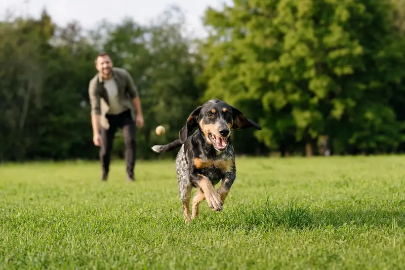 Ein vitaler Transsylvanischer Spürhund läuft fröhlich über eine grüne Wiese im Park, während sein Besitzer im Hintergrund mit ihm spielt.