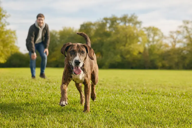 Ein fröhlich laufender Treeing Tennessee Brindle Coonhound bewegt sich über eine grüne Wiese im Park, während sein Besitzer im Hintergrund mit ihm spielt.