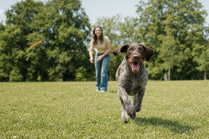 Ein vitaler Tschechischer Stichelhaar Hund läuft fröhlich über eine grüne Wiese im Park, während sein Besitzer im Hintergrund mit ihm spielt.