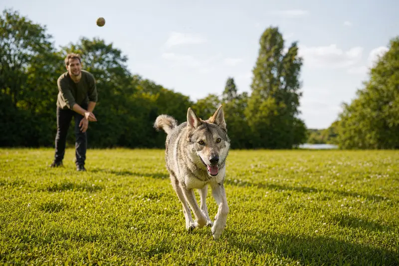 Ein vitaler Tschechoslowakischer Wolfshund läuft fröhlich über eine grüne Wiese im Park, während sein Besitzer im Hintergrund mit ihm spielt.