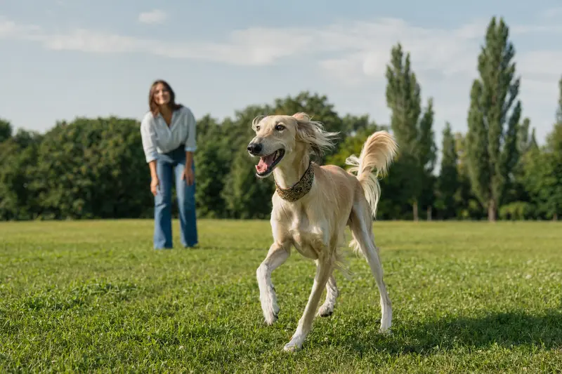 Ein vitaler Tuareg-Windhund läuft fröhlich über eine grüne Wiese im Park, während sein Besitzer im Hintergrund mit ihm spielt.