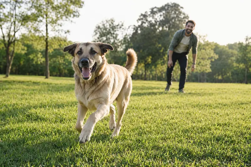 Ein vitaler Türkischer Hirtenhund läuft fröhlich über eine grüne Wiese im Park, während sein Besitzer im Hintergrund mit ihm spielt.