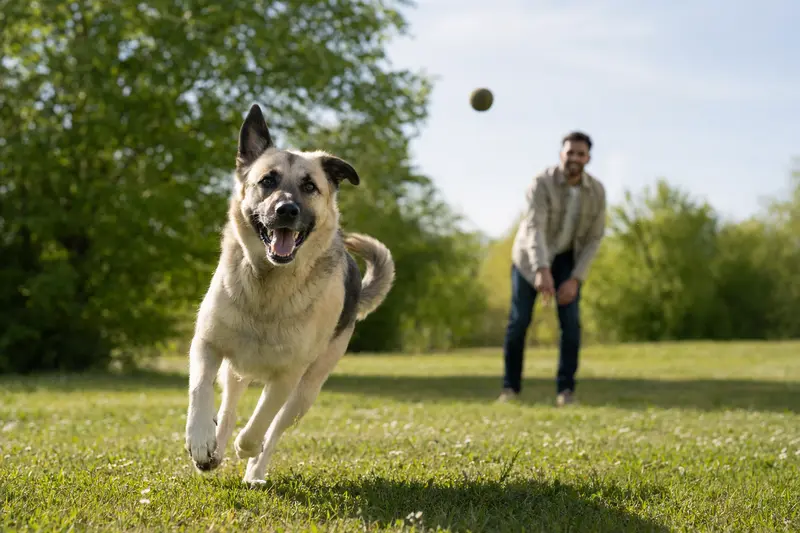 Ein vitaler Türkischer Schäferhund läuft fröhlich über eine grüne Wiese im Park, während sein Besitzer im Hintergrund mit ihm spielt.