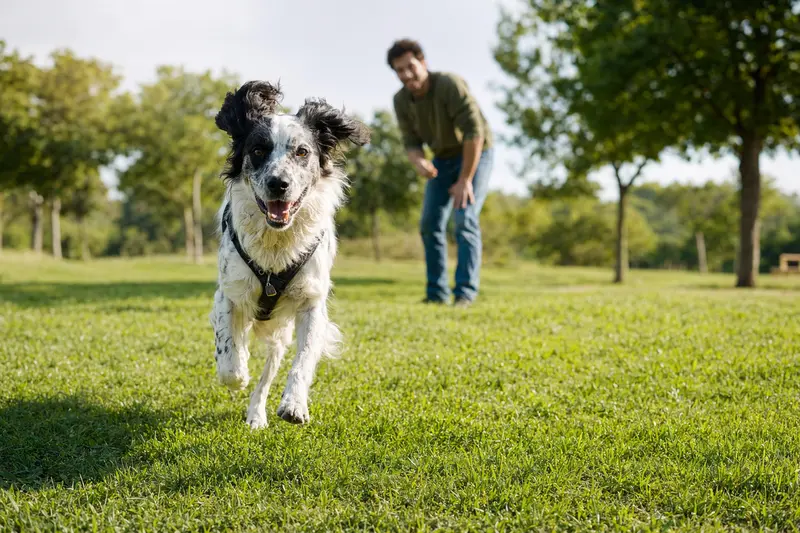 Ein vitaler Turco-Andaluz-Hund läuft fröhlich über eine grüne Wiese im Park, während sein Besitzer im Hintergrund mit ihm spielt.