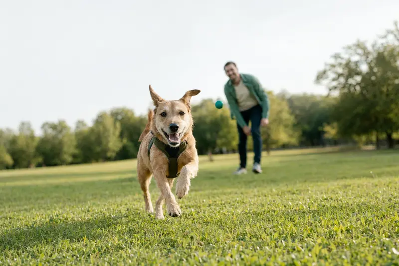 Fröhlicher Turnspit Dog läuft auf einer grünen Wiese im Park und zeigt gesundes, aktives Verhalten.