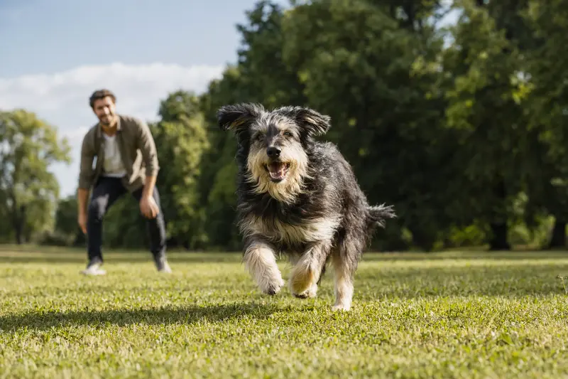 Ein vitaler Ungarischer Hirtenhund läuft fröhlich über eine grüne Wiese im Park, während sein Besitzer im Hintergrund mit ihm spielt.