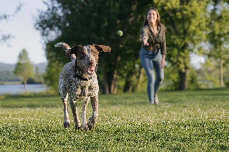 Ein vitaler Ungarischer Kurzhaar Hund läuft fröhlich über eine grüne Wiese im Park, während sein Besitzer im Hintergrund mit ihm spielt.