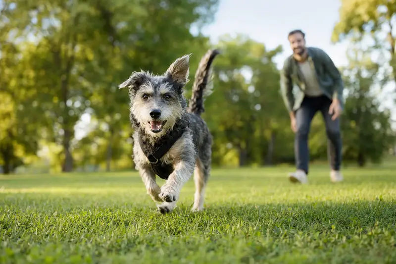 Ein gesunder Hund läuft fröhlich über eine grüne Wiese im Park, während sein Besitzer im Hintergrund mit ihm spielt.