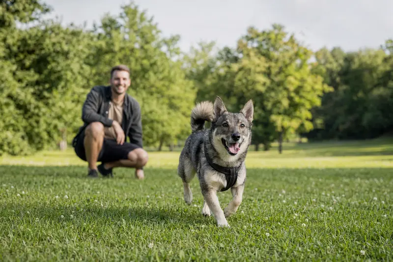 Ein vitaler Västgötaspets läuft fröhlich über eine grüne Wiese im Park, während sein Besitzer im Hintergrund mit ihm spielt.
