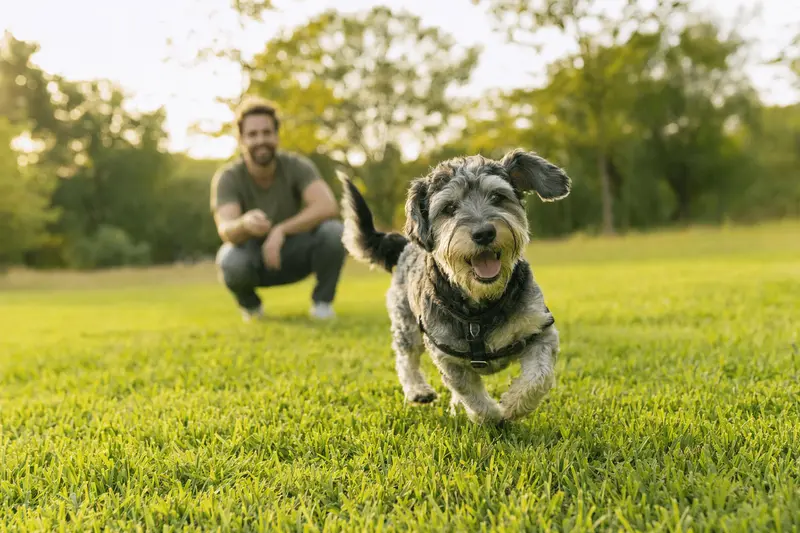 Ein vitaler Hund rennt fröhlich über eine grüne Wiese im Park, während sein Besitzer im Hintergrund mit ihm spielt.