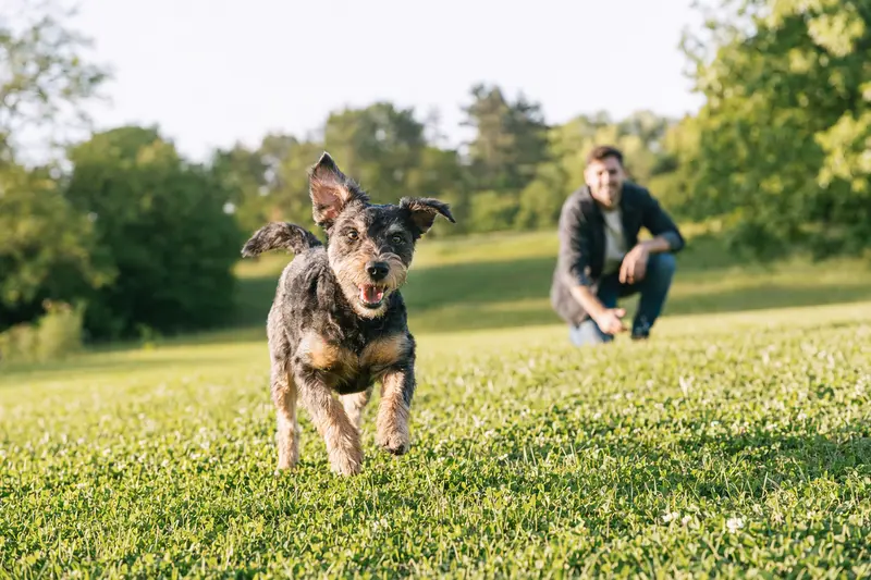 Ein vitaler Vieräugl-Hund läuft fröhlich über eine grüne Wiese im Park, während sein Besitzer im Hintergrund mit ihm spielt.