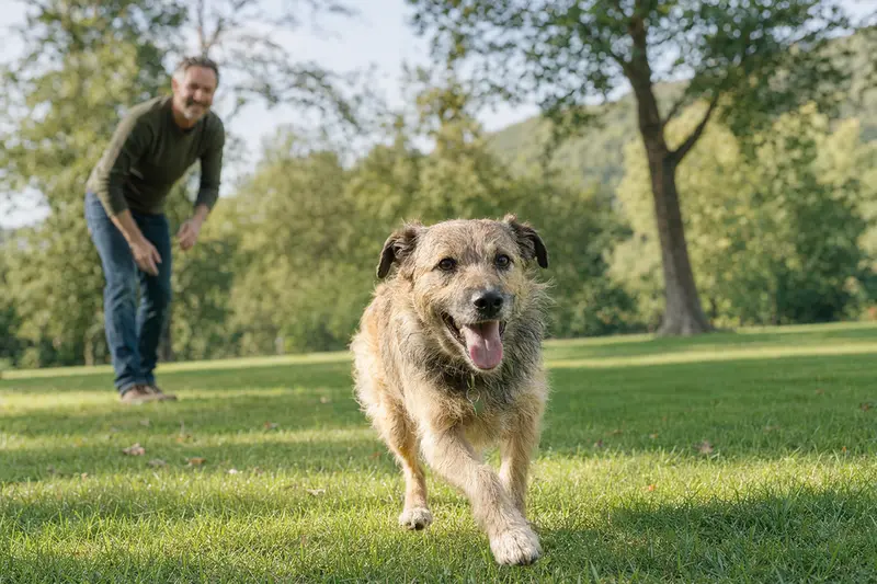 Ein vitaler Villano de las Encartaciones läuft fröhlich über eine grüne Wiese im Park, während sein Besitzer im Hintergrund mit ihm spielt.