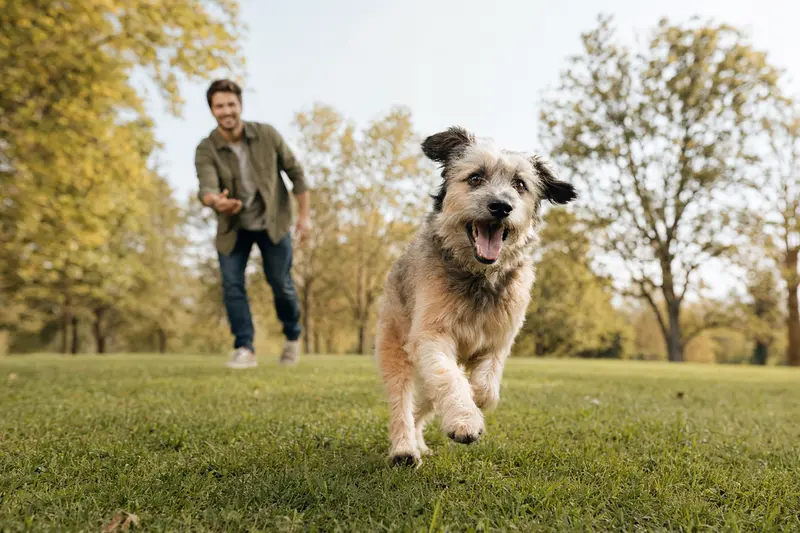 Ein fröhlicher Villanuco de Las Encartaciones Hund läuft durch eine grüne Wiese, während sein Besitzer im Hintergrund mit ihm spielt.