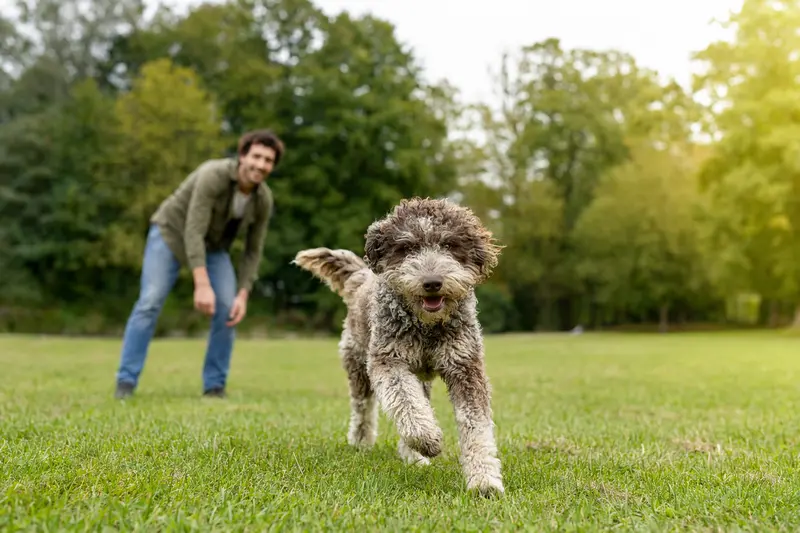 Ein vitaler Wasserhund der Romagna läuft fröhlich über eine grüne Wiese im Park, während sein Besitzer im Hintergrund mit ihm spielt.