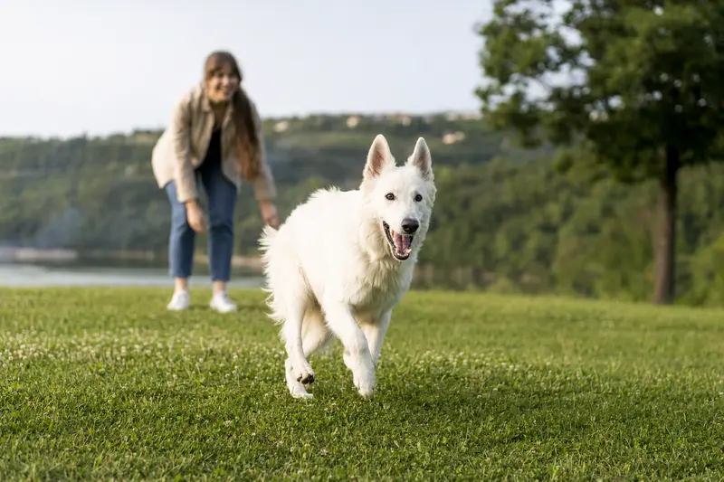 Ein weißer Schäferhund läuft fröhlich über eine grüne Wiese im Park, während sein Besitzer im Hintergrund mit ihm spielt.