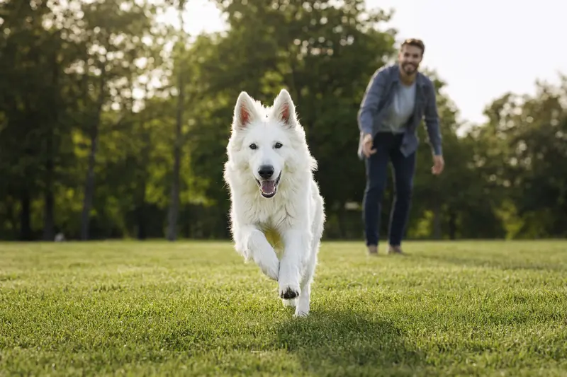 Ein vitaler weißer Schweizer Schaeferhund läuft fröhlich über eine grüne Wiese, während sein Besitzer spielt.