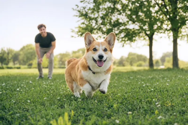 Ein aktiver Welsh Corgi Pembroke springt fröhlich über eine grüne Wiese, während sein Besitzer mit ihm spielt.