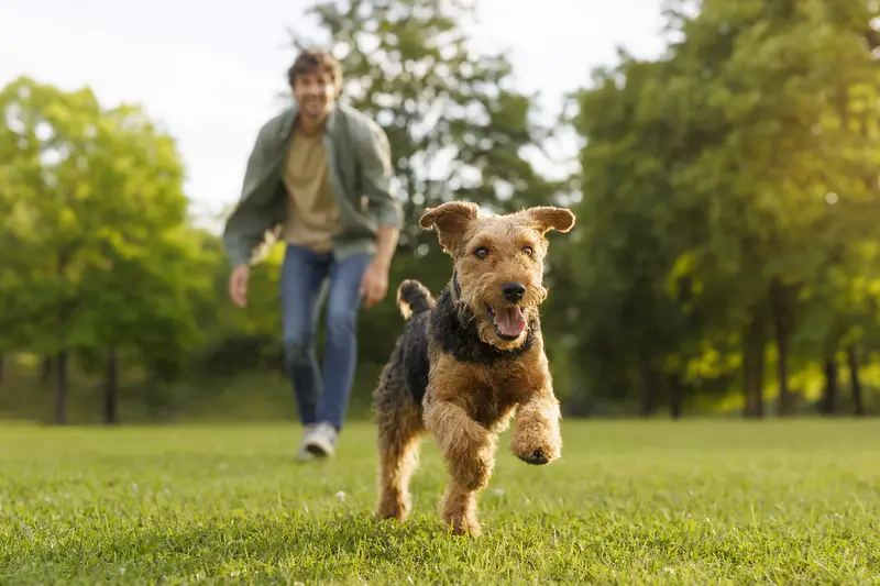 Ein vitaler Welsh Terrier läuft fröhlich über eine grüne Wiese im Park, während sein Besitzer im Hintergrund mit ihm spielt.