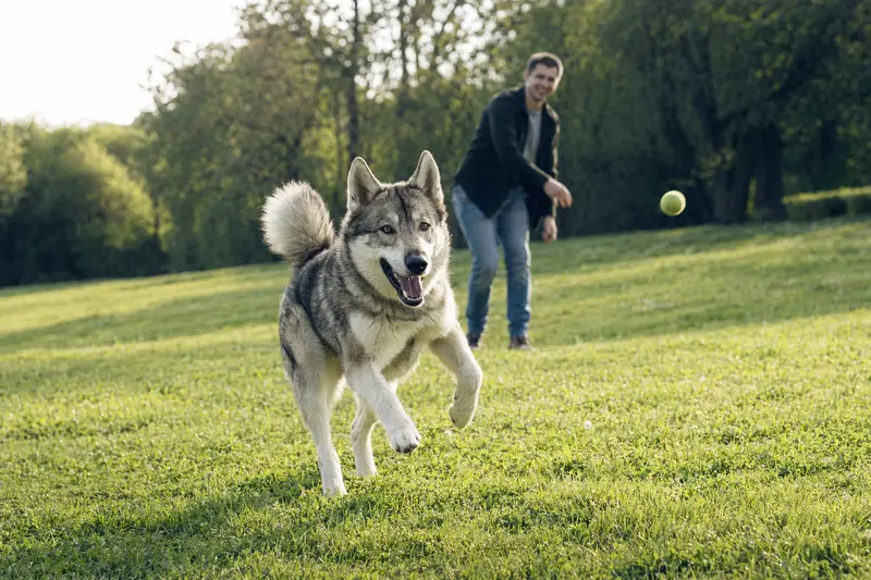Ein fröhlicher Westsibirischer Laika läuft über eine grüne Wiese, während sein Besitzer im Hintergrund mit ihm spielt.