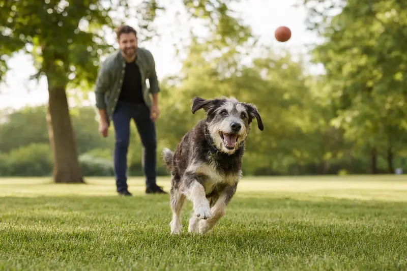 Ein fröhlicher Hund läuft über eine grüne Wiese, während sein Besitzer im Hintergrund spielt.