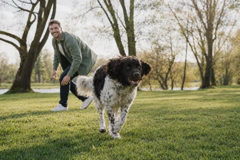 Ein Wetterhoun Hund läuft fröhlich über eine grüne Wiese, während sein Besitzer im Hintergrund mit ihm spielt.