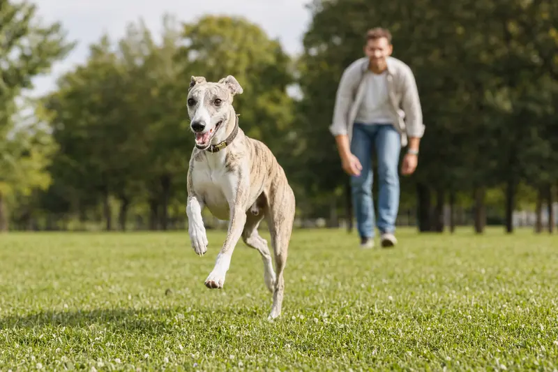 Ein fröhlicher Whippet rennt über eine grüne Wiese, während sein Besitzer im Hintergrund spielt.