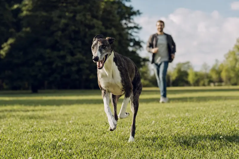 Ein vitaler Windhund läuft fröhlich über eine grüne Wiese im Park, während sein Besitzer im Hintergrund mit ihm spielt.