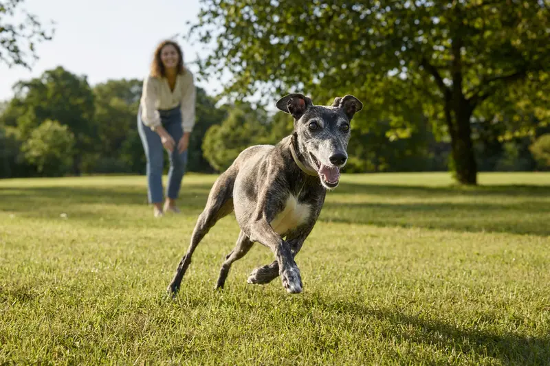 Ein gesunder Windspiel Hund läuft fröhlich über eine grüne Wiese, während sein Besitzer im Hintergrund spielt und eine positive Stimmung vermittelt.