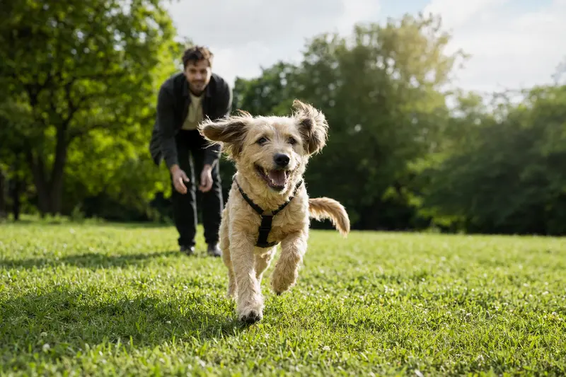 Ein fröhlicher Hund läuft bei Sonnenschein über eine grüne Wiese im Park, während sein Besitzer im Hintergrund mit ihm spielt.