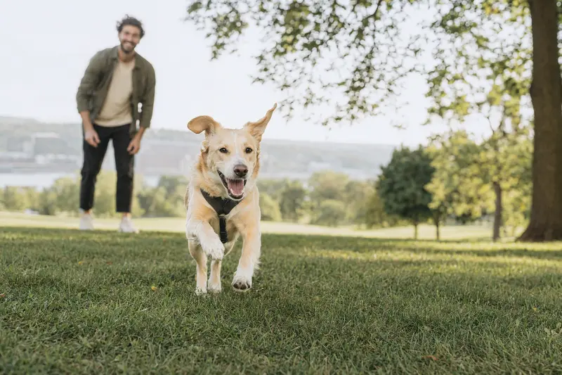 Ein fröhlicher gelber Hund spielt auf einer grünen Wiese, während sein Besitzer im Hintergrund aktiv mit ihm interagiert.