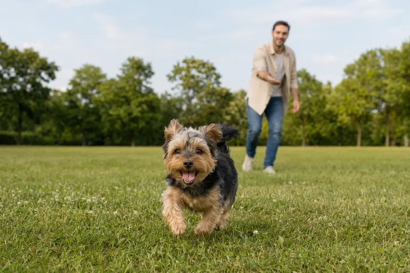 Ein fröhlicher Yorkshire Terrier läuft über eine grüne Wiese, während sein Besitzer im Hintergrund spielt.