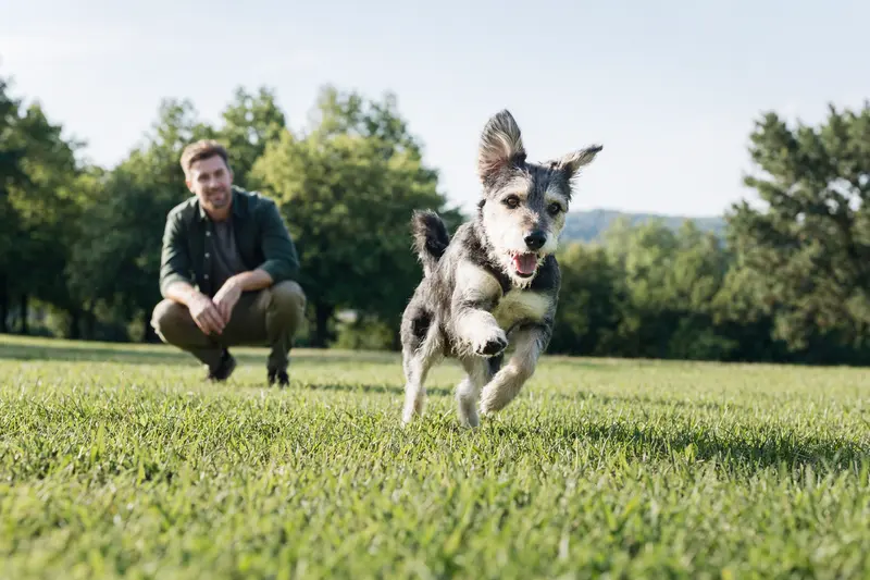 Ein fröhlicher Zavod Hund läuft über eine grüne Wiese, während sein Besitzer im Hintergrund mit ihm spielt.