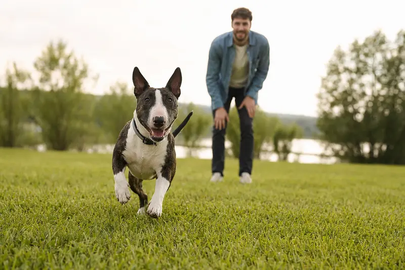 Ein vitaler Zwerg Bull Terrier läuft fröhlich über eine grüne Wiese im Park, während sein Besitzer im Hintergrund mit ihm spielt.