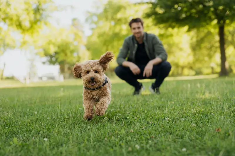 Ein vitaler Zwergpudel läuft fröhlich über eine grüne Wiese im Park und zeigt gesundes, aktives Verhalten bei Hundebesitzern.