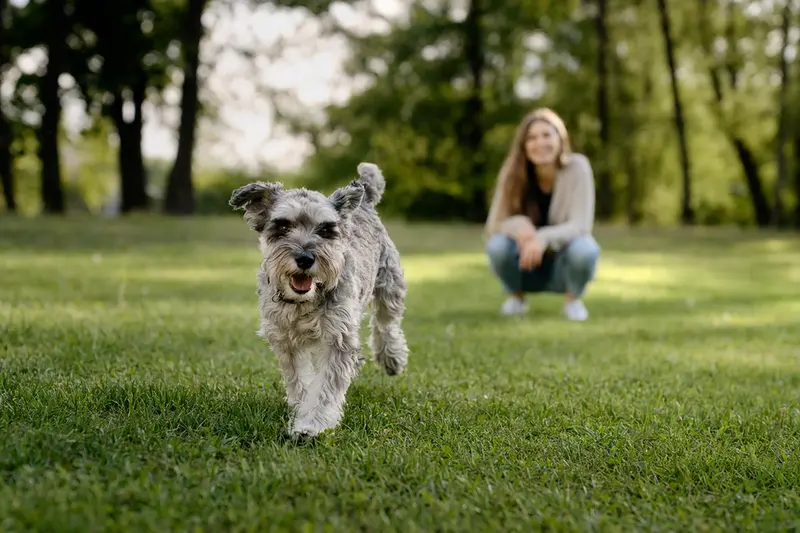 Ein vitaler Zwergschnauzer läuft fröhlich über die grüne Wiese im Park, während sein Besitzer im Hintergrund mit ihm spielt.
