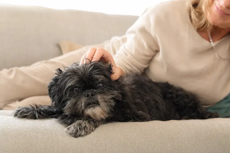Ein älterer Affenpinscher Hund liegt entspannt auf einem gemütlichen Sofa, während sein Besitzer ihn liebevoll streichelt.