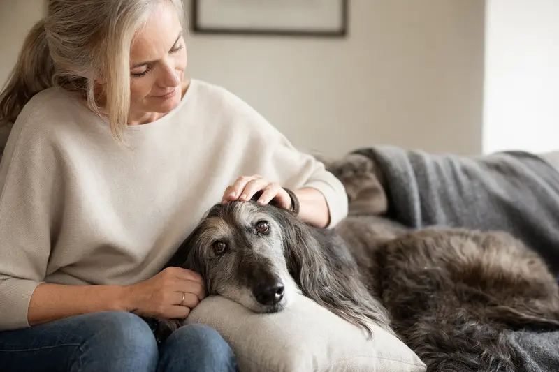 Ein älterer Afghan Hound liegt entspannt auf einem gemütlichen Sofa, während sein Besitzer ihn liebevoll streichelt.
