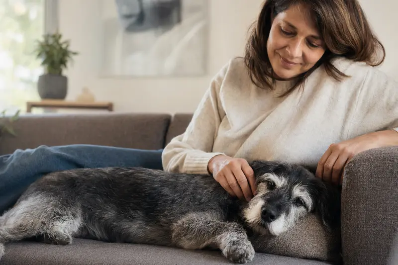 Ein älterer Aidi Hund entspannt auf einem Sofa, während sein Besitzer ihn liebevoll streichelt, was ein Gefühl von Fürsorge im häuslichen Umfeld vermittelt.